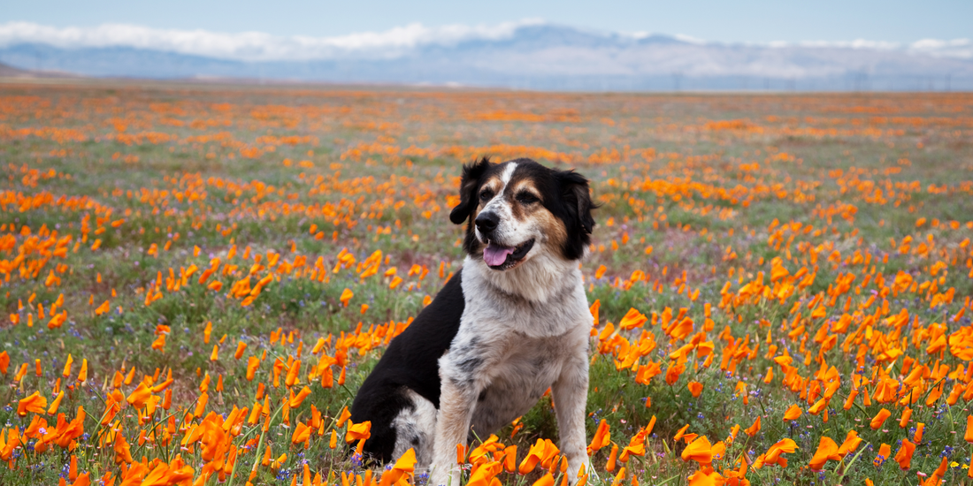 Diete Veterinare: Hrana Ideală pentru Animalele cu Nevoi Speciale